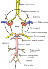 i. Interconnects internal carotid and vertebral-basilar systems
			ii. Components
				1) Anterior cerebral artery
				2) Anterior communicating artery
				3) Internal carotid
				4) Posterior communicating artery
				5) Posterior cerebral ar...