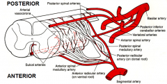 Posterior spinal artery - from posterior inferior cerebellar artery