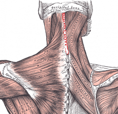 -connects spinous processes of the cervical vertebrae
-acts as the supraspinous ligament for the cervical spine
