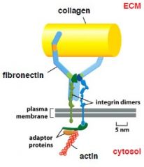 על ידי דימרים של intergrin וחלבון התאמה שנקרא fibronectin