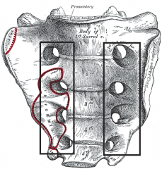 -anterior face of sacrum
-transmit ventral rami of sacral nerves and lateral sacral arteries