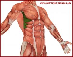 Serratus anterior



Origin: lateral surface ribs 1 - 8

Insertion: medial border of scapula

Action: rotation and protraction of scapula


-Abduction at shoulder