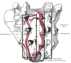 -posterior side of sacrum
-transmit dorsal rami of sacral nerves