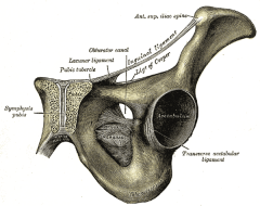 -adjacent to crest but anterior to it
-inguinal ligament
-sartorius
-tensor fascia latae muscle