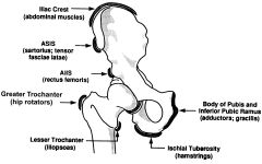 -inferior to superior iliac spine
-rectus femoris
-iliofemoral ligament