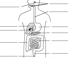 Label the parts of the digestive system