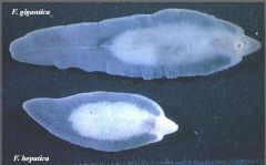 Fasciola gigantica (Large liver fluke) (2-8cm)
(f. hepatica  - common- temperate) (2-3cm)