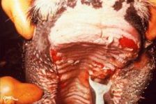 The picture below shows a cow with ulcerative lesions in its mouth. Which of the following viruses are least likely to have caused these lesions?
a.	Bovine viral diarrhoea virus.
b.	Foot-and-mouth disease virus.
c.	Bovine parainfluenza type 3 v...