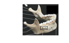 Name the three main pieces of the mandible.