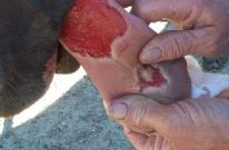 You are working as a veterinarian in the USA and are called to examine a horse that is depressed and not eating well. You discover severe lesions in its mouth (pictured below). Several other horses on the same property showed similar lesions. Infe...