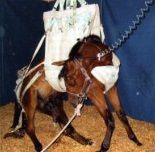 The picture below shows a horse that presented with sudden onset of severe neurological signs. The horse is unable to stand and has to be supported in a sling. Which of the viral infections is unlikely to be the causative agent of this horse's pro...