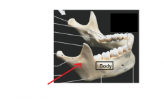 Name the part of the mandible. It is the most superior and posterior portion of the mandible. It is verticle and contains the projection which articulates with the mandibular fossa of the temporal bone. 