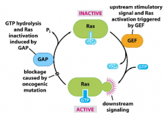 A GTPase that has a slower rate of GTP hydrolysis in the mutant variant.  This is because the enzyme GAP (which hydrolyzes GTP [activated] RAS to GDP [inactive] RAS) is unable to stimulate RAS-GTP hydrolysis.