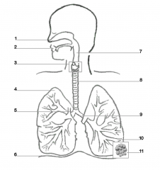 Label the parts of the respiratory system