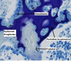 - Endochondral ossifikation


Farvning: Touludinblå