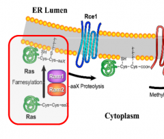 There are some posttranslational processes that allow Ras complex to bind to the cell membrane to start the phosphorylation cascade (causing cell growth).  Farmesyl (with pyrophosphate [not important] collectively are known as farmysyl-transferase...