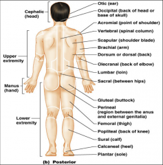 Pertaining to the area of the spinal column