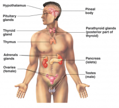 - Hypothalamus 
- Pineal Body
- Pituitary Glands 
- Thyroid gland 
- Parathyroid glands (posterior part of thyroid_
- Thymus
- Adrenal glands 
- Pancreas (islets)
- Ovaries (female)
- Testes (male)