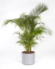 Chrysalidocarpus


lutescens


 


Areca Palm
