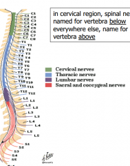In cervical region, spinal nerves are named for the vertebrae below, every else they're named for the vertebrae above.