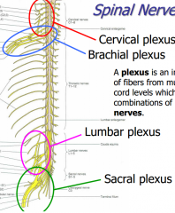 an interconnection of fibers from multiple spinal cord levels which form new combinations of periphreal nerves.


 
