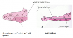 Explained by embryological development, 5th wekk- limb bud. tissue innervation corresponds closely to vertebral level.