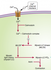 CCB reduce intracellular calcium 

This usually binds to calmodulin which then activates MLCK --> which causes phosphorylation of Myosin to allow Myosin/actin coupling 

This is thus preventing and SM relaxation occurs 