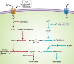 vasodilators that acts via increasing NO --> activating guanylyl cyclase --> increase cGMP --> dephosphorylation of MLC  --> prevents phosphorylation of myosin --> no myosin/actin interaction.