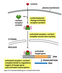 Hormone bound receptors binds to DNA

Receptor sits in cytosol until hormone enters cell. When hormone binds to the receptors, its conformation changes so it moves into the nucleus. The receptor recognises and binds specific DNA sequences and act...