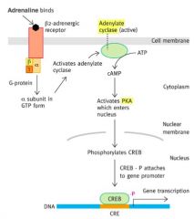 N.B example hormone is adrenaline but can also be glucagon (with a glucagon receptor) 
