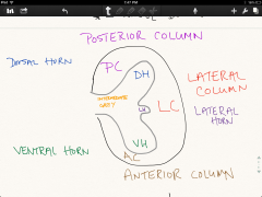 -White matter: posterior column, anterior column, lateral column
-grey matter: dorsal horn, lateral horn, ventral horn, intermediate grey