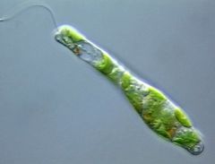Flagella is a locomotion that is due to a tail extending out from the cell that whips back and forth to propel the cell around. Examples: Giardia, and Euglena.