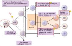 Pathogenesis
• Cytokine signaling deficiency
• Purine metabolism deficiency
• Defective lymphocyte receptor rearrangements