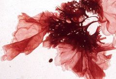 This lineage refers to the red algae. They are mostly multicellular but some can be unicellular.