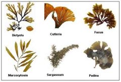 This lineage refers to the brown algae. They are almost entirely marine, have a wide range of color and can range in size. Kelp forests are brown algae.