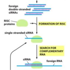 One strand is removed (passenger strand) and the other one remains as the guide strand. 

The guide strand+RISC proteins go looking for cDNA. 