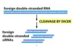 A nuclease enzyme that chops RNA into smaller bits 

