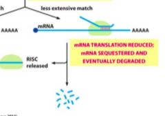 Less exact match prevents ribosome from being able to translate RNA efficiently

Eventually RNA is broken down as it is not being translated 