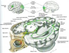 from thalamus
to visual cortex

vision