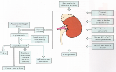 *Antagonism of the Renin-Angiotensin Aldosterone System is essential for symptom relief and diuresis:
-ACE- inhibition
-Angiotensin Receptor Blockade
-Either will potentiate diuretic effect

*If using a diuretic, you want to also have an ACEi...