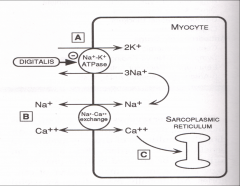 *Mechanical Effect: Inhibits Na/K ATPase

*Increases Na/Ca exchange 

*Increase Ca uptake by Sarcoplasmic Reticulum (SR)

*Increase Ca release by SR during depolarization

*Increase Ca-troponin C reaction -> Actin-Myosin Interaction