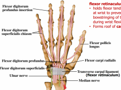 Holds flexor tendons in place at wrist to prevent bowstringing of tendons during wrist flexion
Forms roof of carpal tunnel.