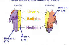 Median nerve: anterior lateral side
Ulnar nerve: anterior and posterior medial side
Radial nerve: posterior lateral side