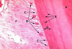 Formation of Cementum