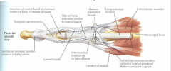 Common insertion for the tendons of:
Ext. Digitorum and Ext. Digiti minimi
Interosseus muscles
Lumbrical muscles