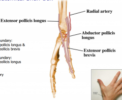 Lateral boundary: abductor pollicis longus & extensor pollicis brevis
Medial boundary: extensor pollicis longus
Contents: Radial A.