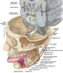 mandibular branch of trigeminal

which goes through foramen ovale