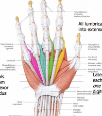 All lumbricals insert laterally into exten. expansions
Medial 2 lumbricals origin frm 2tendons of FDPLateral 2 lumbricals originate from 1 tendon of FDP