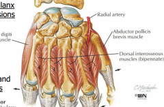 Dorsal interosseous muscles ABduct (DAB)
Thumb and little finger have no dorsal interossei muscles because they already have their own abductors
