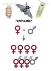 During development process,
     genetic male has genetic material to make a male 

But Wolbachia
     endosymbiont suppresses those hormones and female structures are made
     instead, making functional female (they will
     reproduce like...